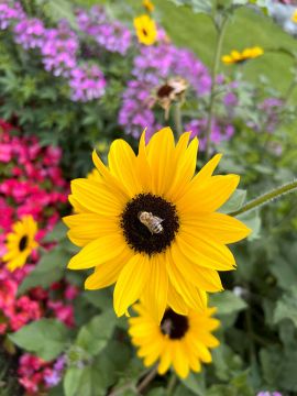 Biene | BIZZY-BEE.de / The Marketplace for M&A.