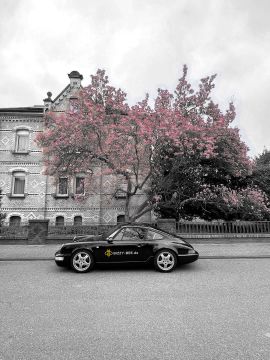 Magnolie | BIZZY-BEE.de / The Marketplace for M&A.